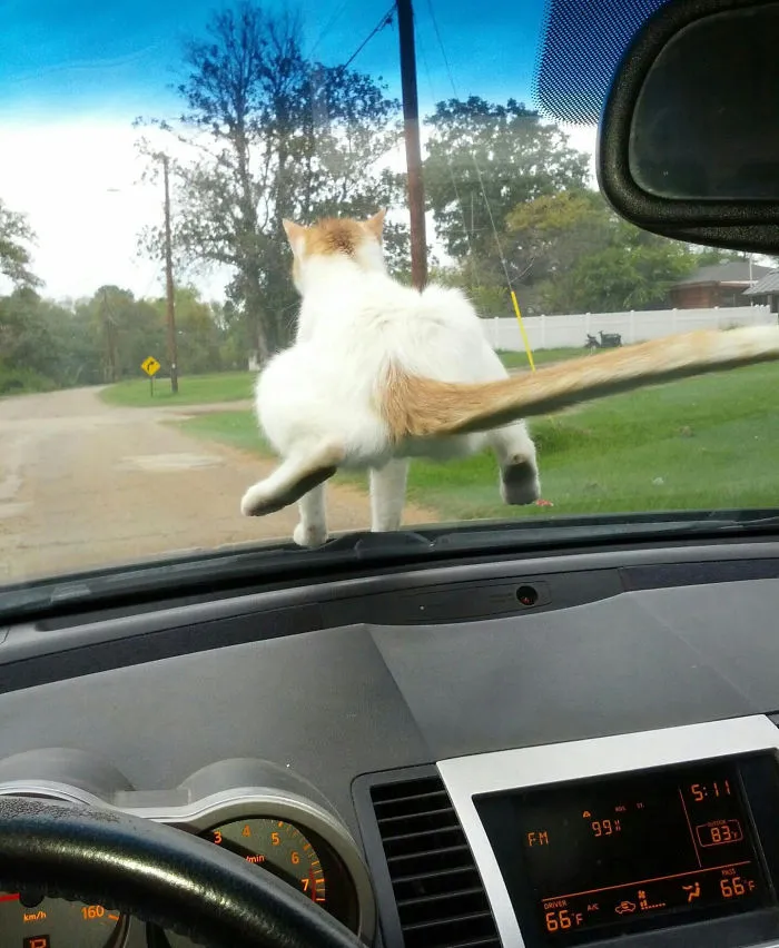 Wife Drives To Grandma's House. Amount Of Fucks Given By Our New Rescue Cat: Zero