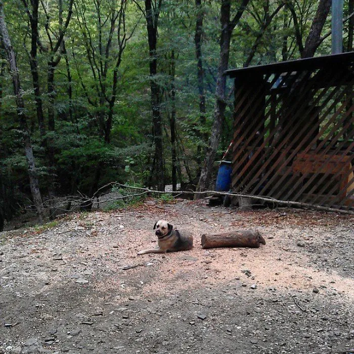 Perro largo al que le falta un trozo