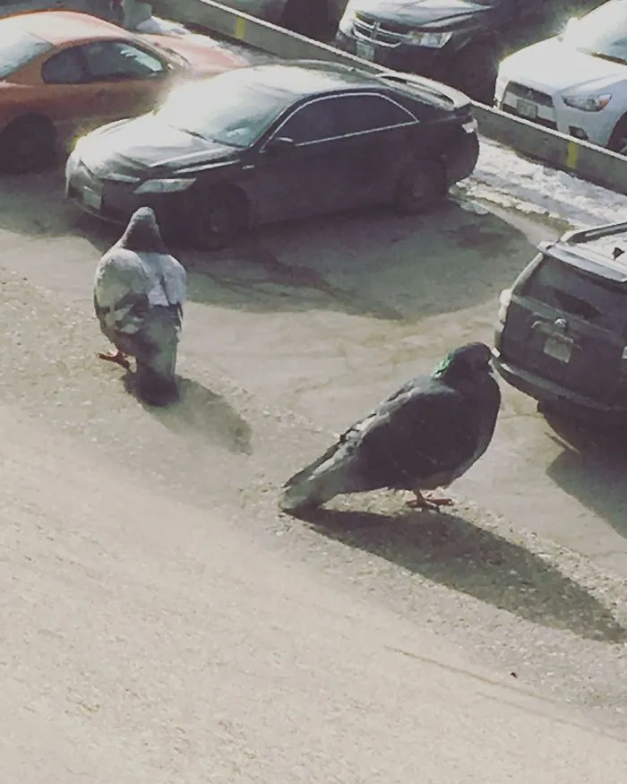 Hice una foto de 2 palomas en el alféizar y parecen 2 palomas enormes buscando su coche