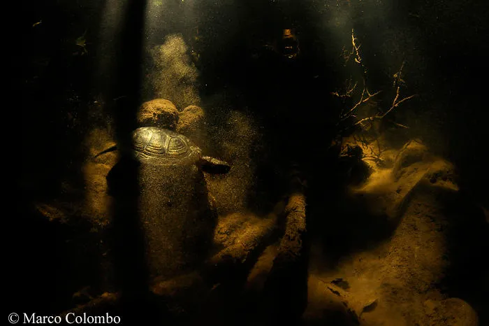European Pond Turtle (Emys Orbicularis) Among Shadows And Sunbeams On The Bottom Of A River Pool