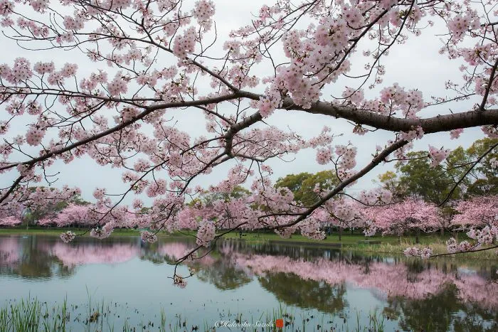 Beauty Of Blooming Sakuras Captured In Gorgeous Pictures