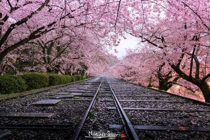 Beauty Of Blooming Sakuras Captured In Gorgeous Pictures
