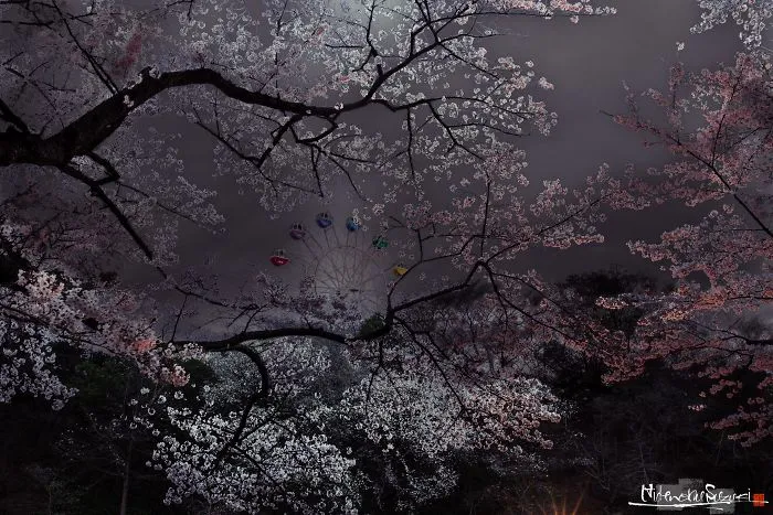 Beauty Of Blooming Sakuras Captured In Gorgeous Pictures
