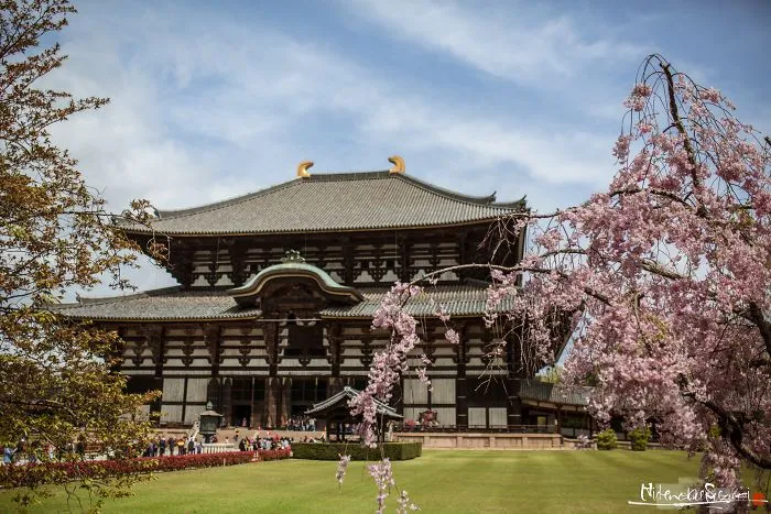 Beauty Of Blooming Sakuras Captured In Gorgeous Pictures