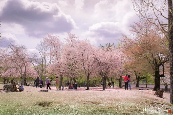 Beauty Of Blooming Sakuras Captured In Gorgeous Pictures