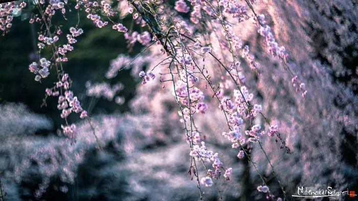 Beauty Of Blooming Sakuras Captured In Gorgeous Pictures