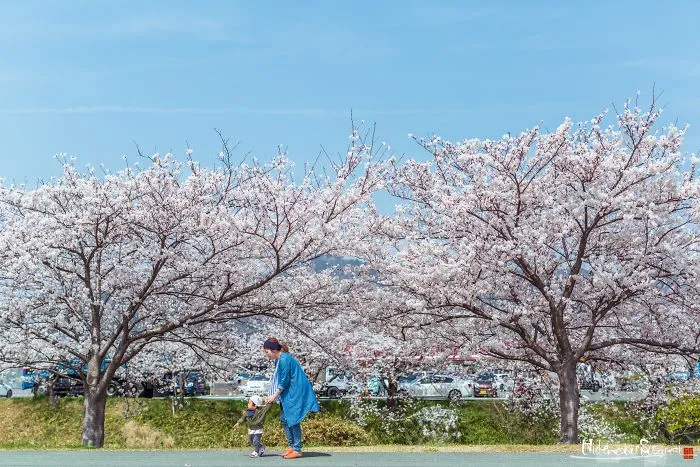 Beauty Of Blooming Sakuras Captured In Gorgeous Pictures