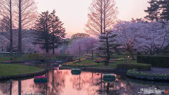 Beauty Of Blooming Sakuras Captured In Gorgeous Pictures