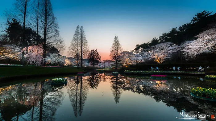 Beauty Of Blooming Sakuras Captured In Gorgeous Pictures