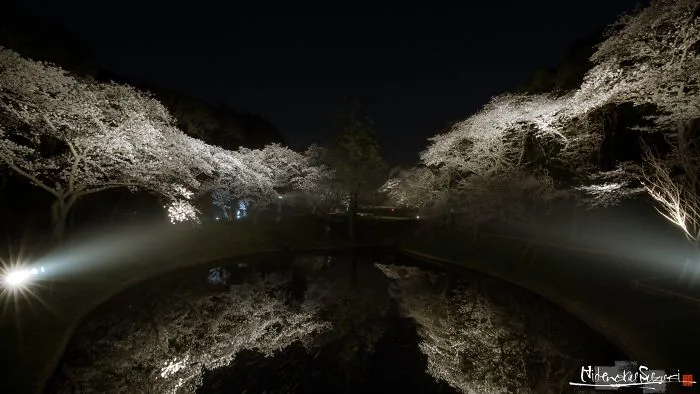 Beauty Of Blooming Sakuras Captured In Gorgeous Pictures