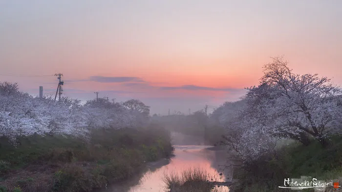 Beauty Of Blooming Sakuras Captured In Gorgeous Pictures