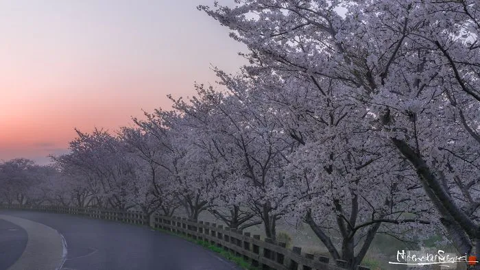 Beauty Of Blooming Sakuras Captured In Gorgeous Pictures
