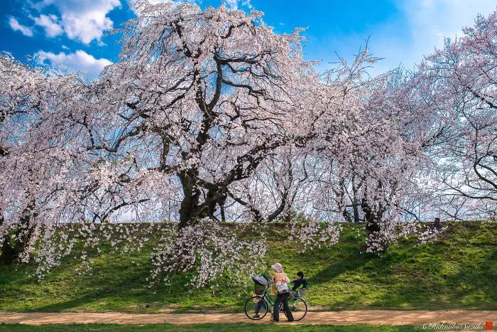Beauty Of Blooming Sakuras Captured In Gorgeous Pictures