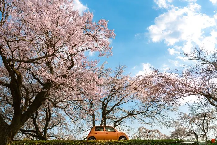 Beauty Of Blooming Sakuras Captured In Gorgeous Pictures