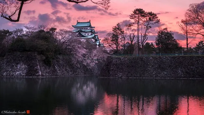 Beauty Of Blooming Sakuras Captured In Gorgeous Pictures