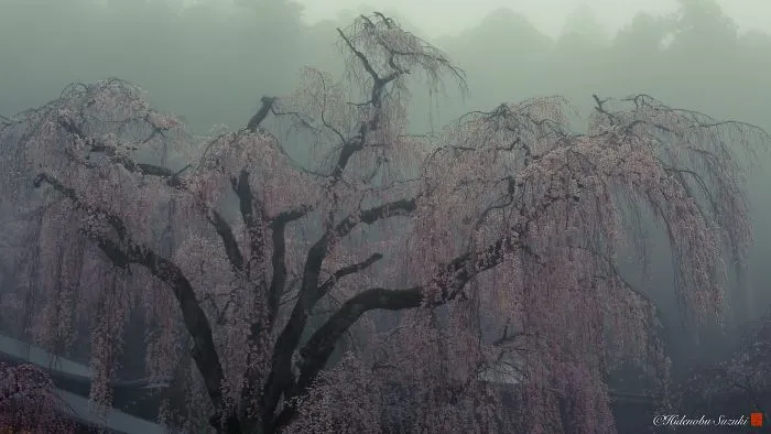 Beauty Of Blooming Sakuras Captured In Gorgeous Pictures