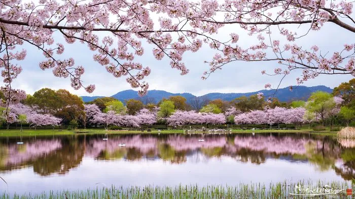 Beauty Of Blooming Sakuras Captured In Gorgeous Pictures
