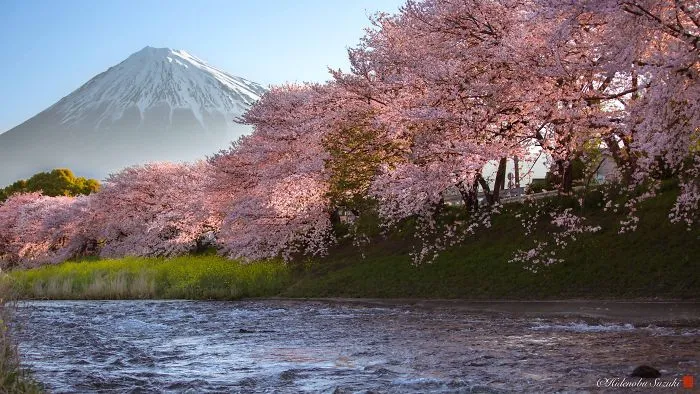 Beauty Of Blooming Sakuras Captured In Gorgeous Pictures