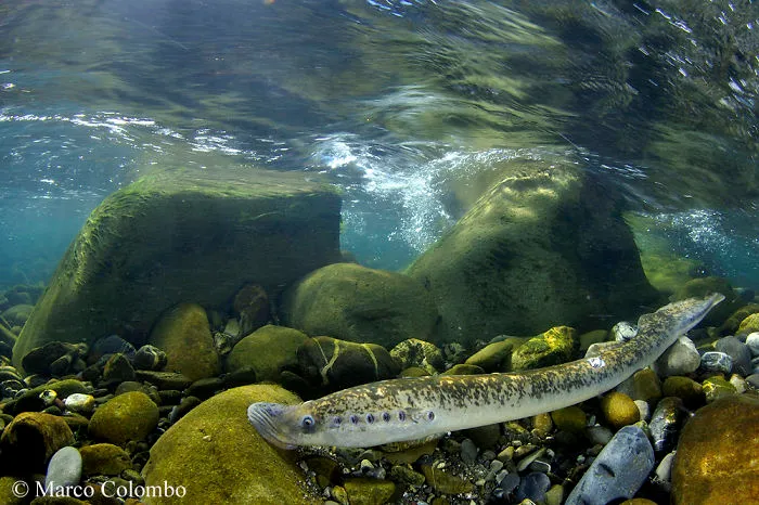 Sea Lamprey (Petromyzon Marinus) Building Its Nest On The Bottom