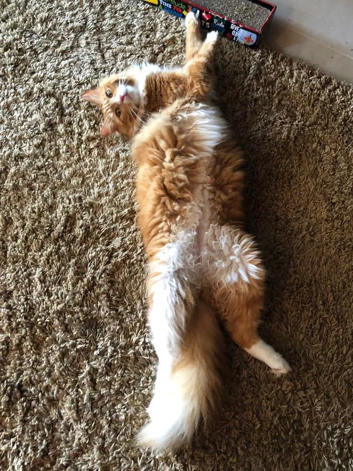 People Are Posting Pics Of Their Cats Stretching, And It’s Hilarious (198 Pics)