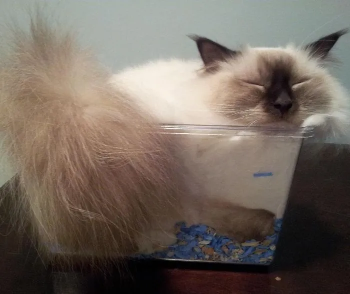 Jim Proves Cats Are Liquid