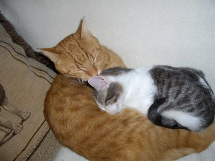 People Are Posting Pics Of Their Cats Stretching, And It’s Hilarious (198 Pics)
