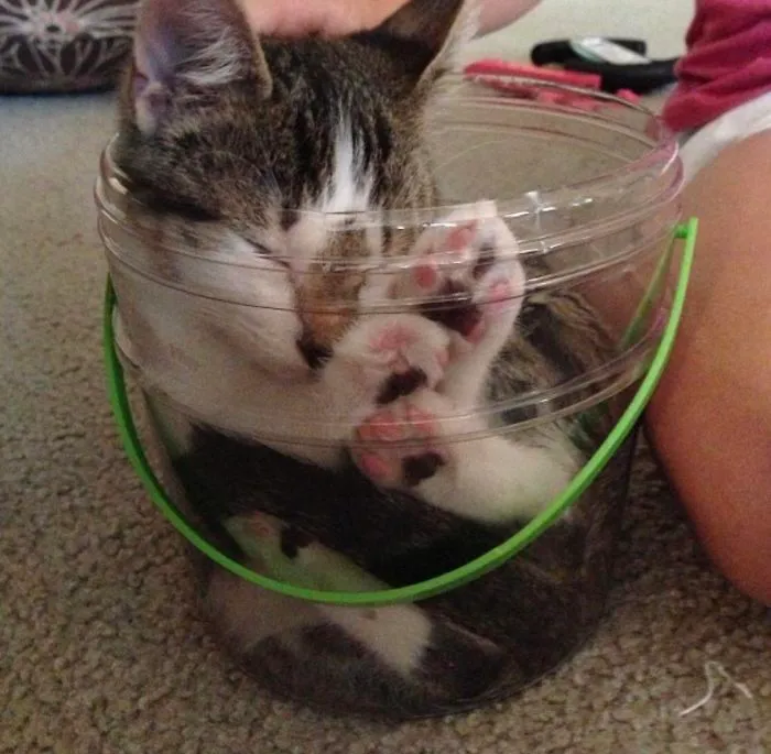 If It Fits Is Sits. Or In This Case Sleeps