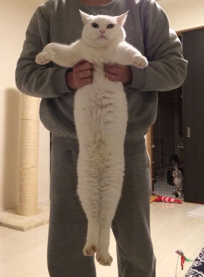 People Are Posting Pics Of Their Cats Stretching, And It’s Hilarious (198 Pics)