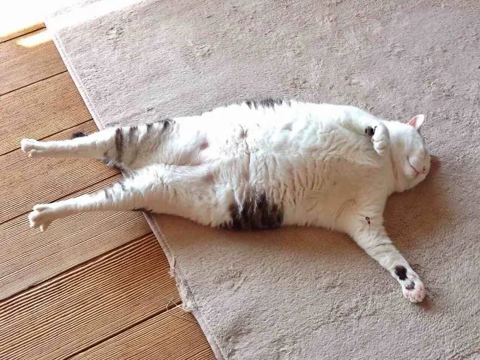 People Are Posting Pics Of Their Cats Stretching, And It’s Hilarious (198 Pics)