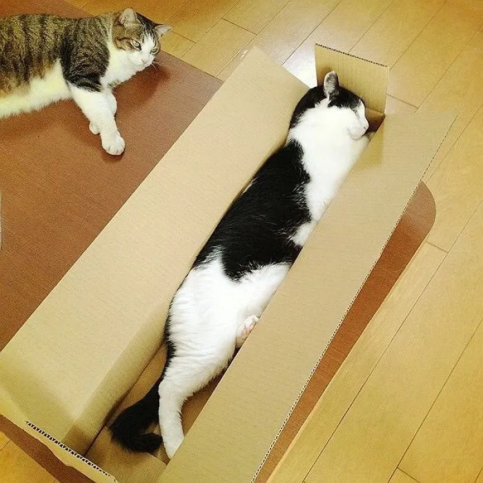 People Are Posting Pics Of Their Cats Stretching, And It’s Hilarious (198 Pics)