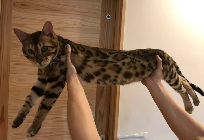 People Are Posting Pics Of Their Cats Stretching, And It’s Hilarious (198 Pics)