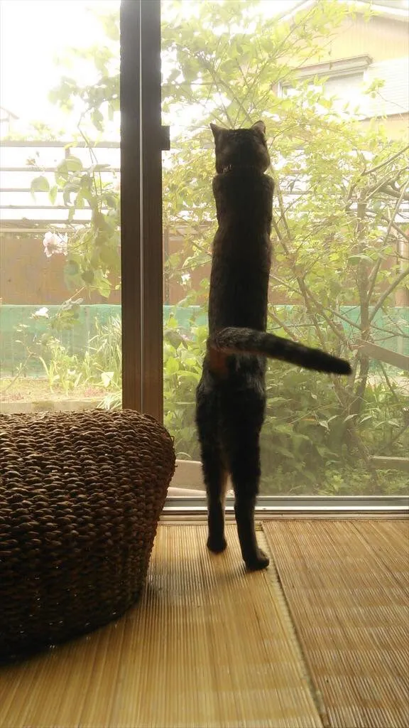 People Are Posting Pics Of Their Cats Stretching, And It’s Hilarious (198 Pics)