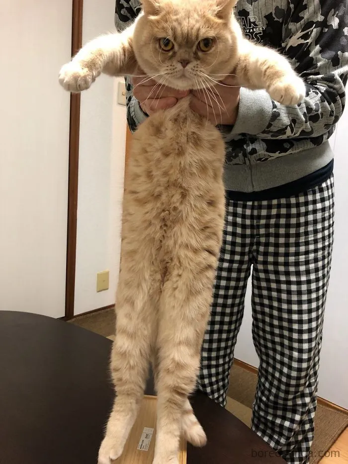 People Are Posting Pics Of Their Cats Stretching, And It’s Hilarious (198 Pics)