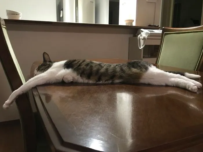 People Are Posting Pics Of Their Cats Stretching, And It’s Hilarious (198 Pics)