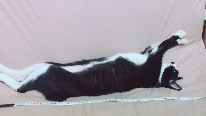 People Are Posting Pics Of Their Cats Stretching, And It’s Hilarious (198 Pics)