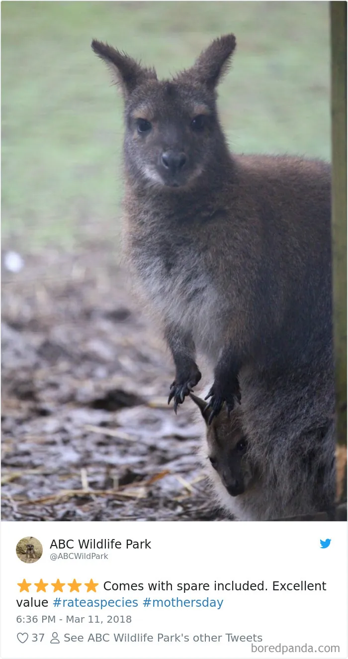 Zoos Are Posting Hilarious Amazon-Like Reviews Of Their Animals, And We Can’t Get Enough