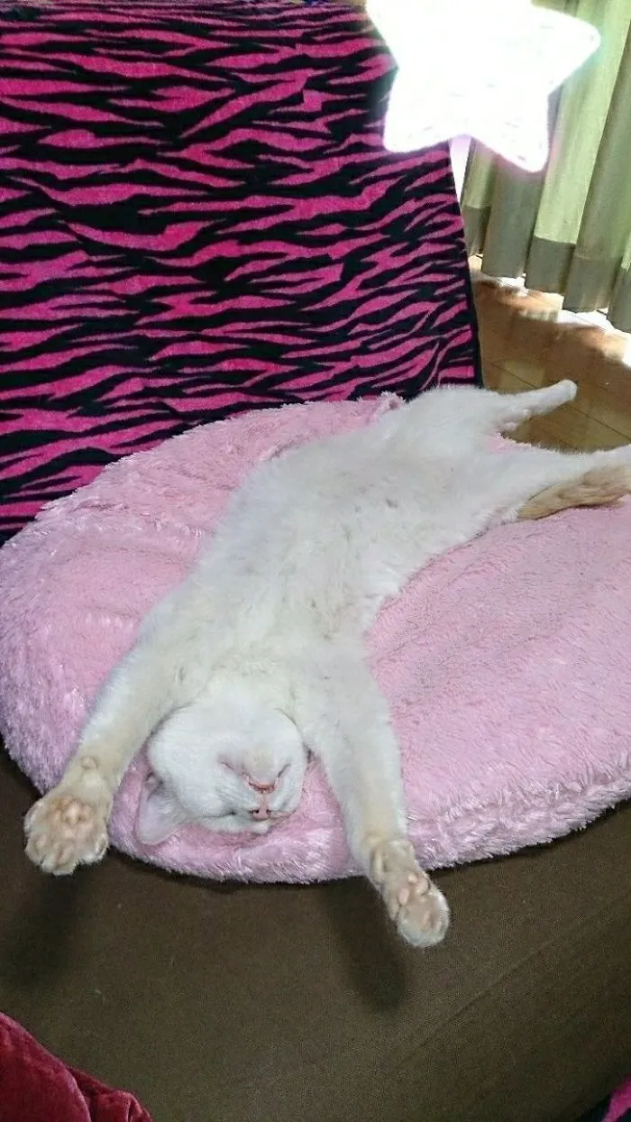 People Are Posting Pics Of Their Cats Stretching, And It’s Hilarious (198 Pics)