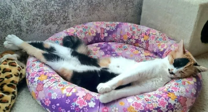 People Are Posting Pics Of Their Cats Stretching, And It’s Hilarious (198 Pics)