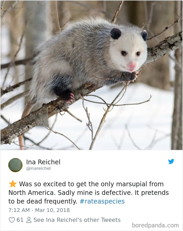 Zoos Are Posting Hilarious Amazon-Like Reviews Of Their Animals, And We Can’t Get Enough