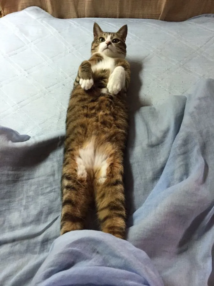 People Are Posting Pics Of Their Cats Stretching, And It’s Hilarious (198 Pics)