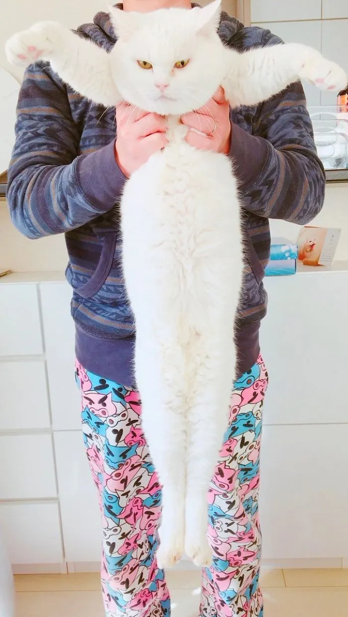 People Are Posting Pics Of Their Cats Stretching, And It’s Hilarious (198 Pics)
