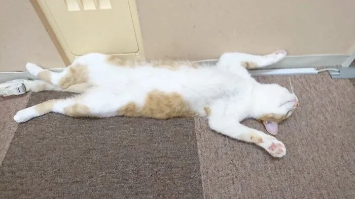 People Are Posting Pics Of Their Cats Stretching, And It’s Hilarious (198 Pics)