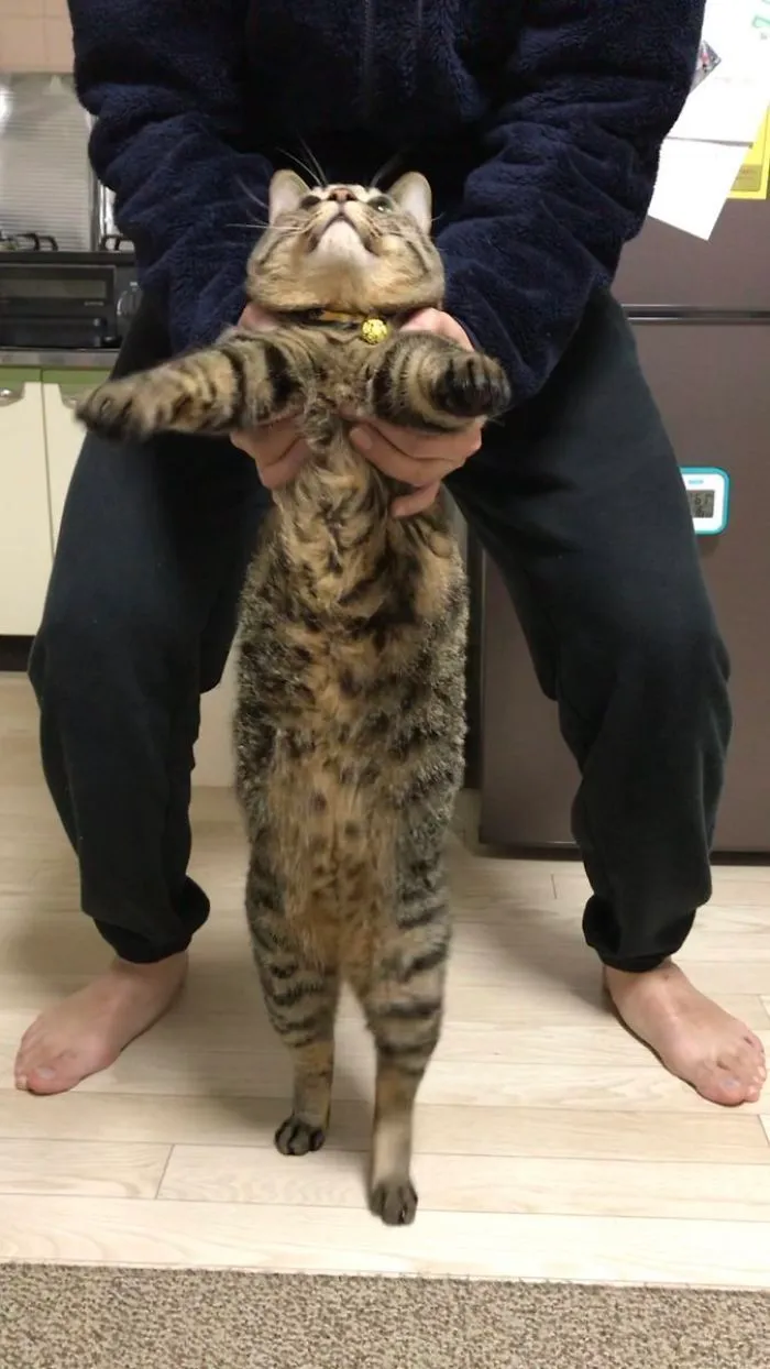 People Are Posting Pics Of Their Cats Stretching, And It’s Hilarious (198 Pics)