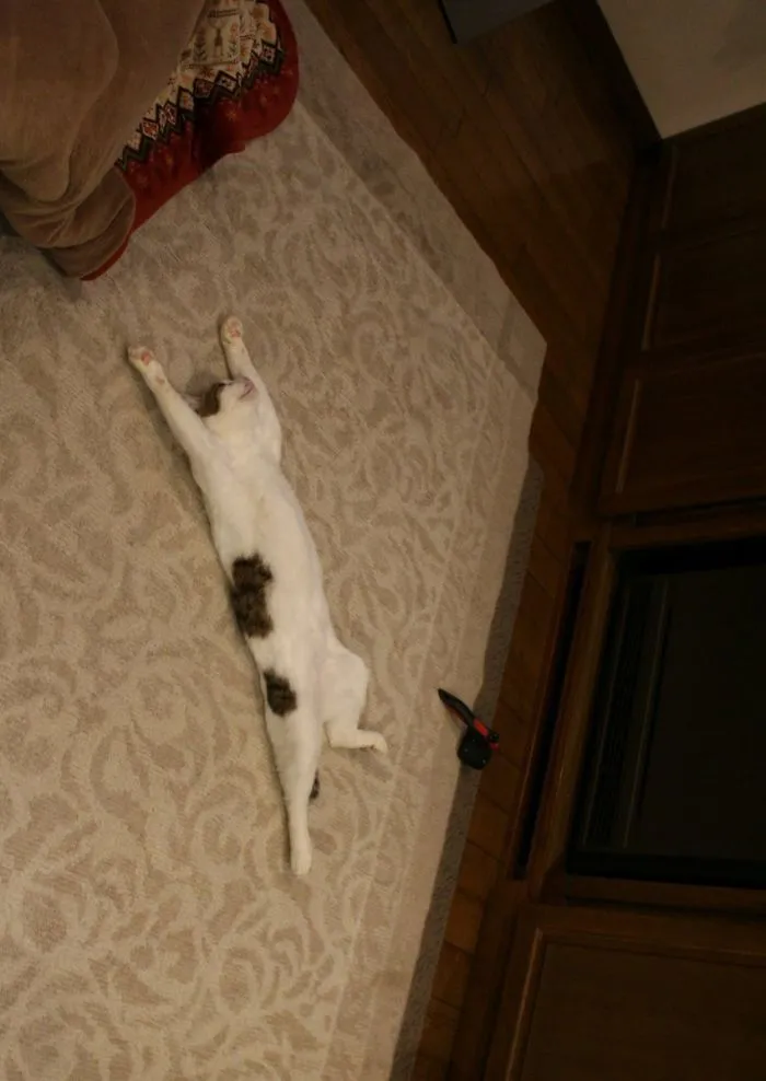People Are Posting Pics Of Their Cats Stretching, And It’s Hilarious (198 Pics)