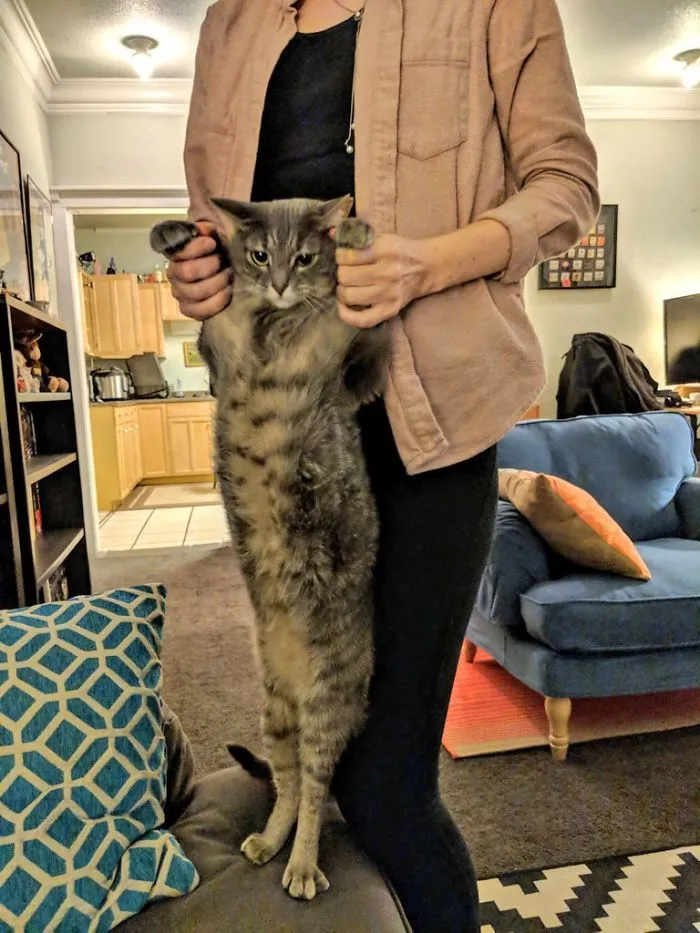 People Are Posting Pics Of Their Cats Stretching, And It’s Hilarious (198 Pics)
