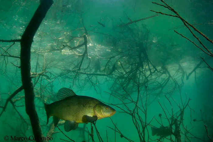 Elegance Of The Tench (Tinca Tinca) Under Some Fallen Trees