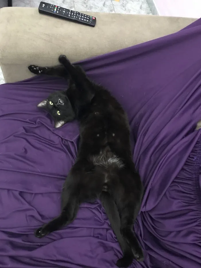 People Are Posting Pics Of Their Cats Stretching, And It’s Hilarious (198 Pics)