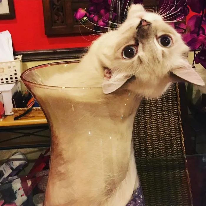 Liquid Cat