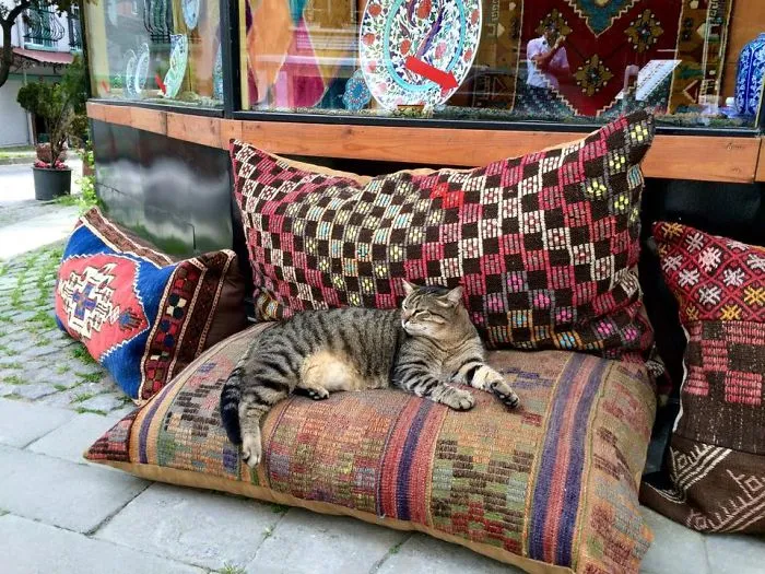 Sultan. Picture Made In Istanbul