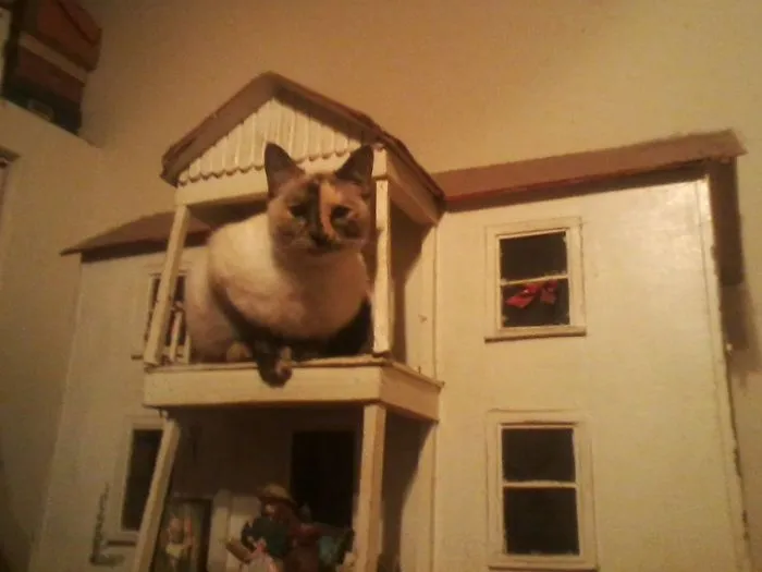 She Actually Climbed Inside, Thru A 3x4 Opening (Same Size As Windows). And Back Out Again